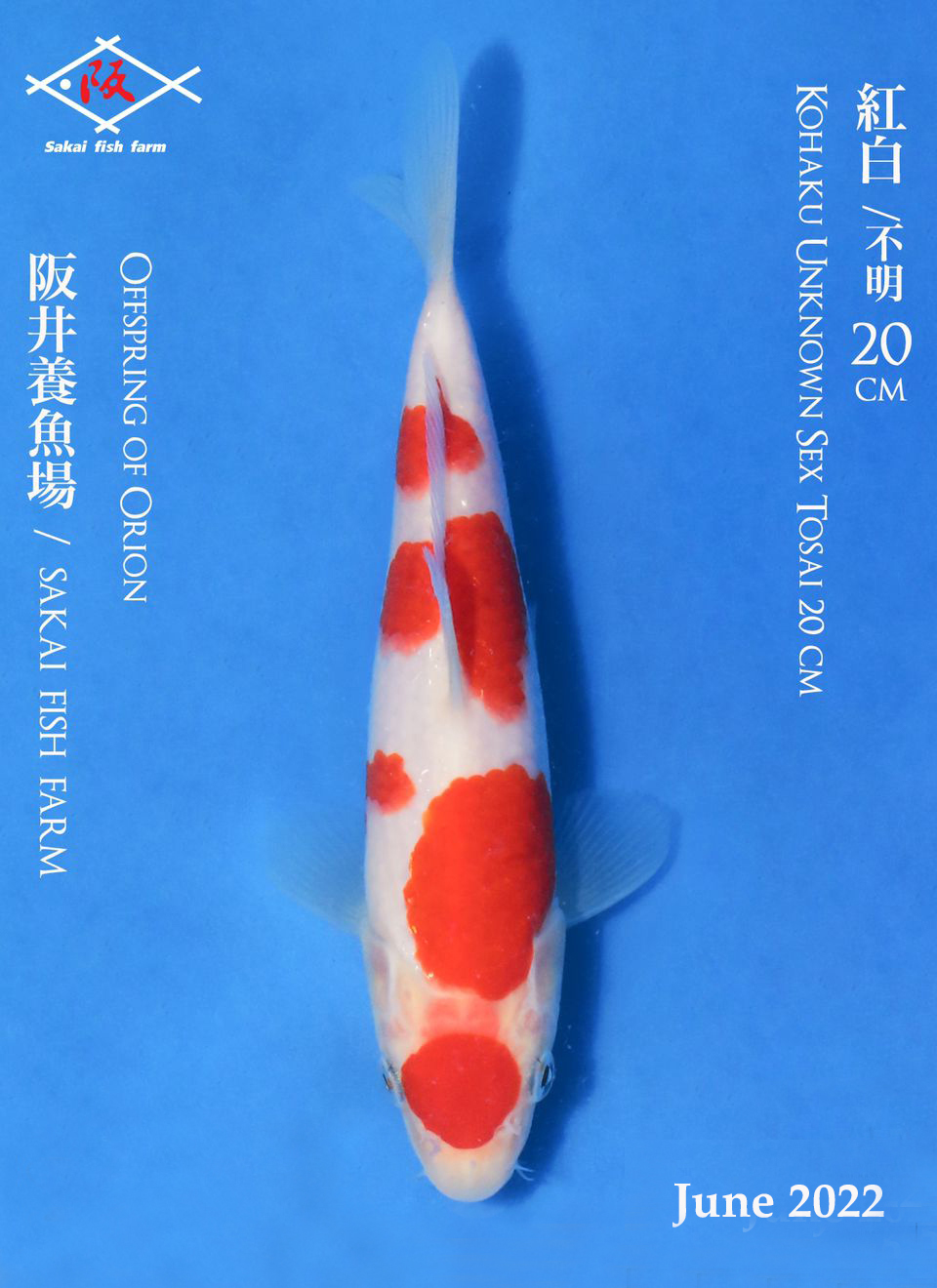 1. Before M Kohaku